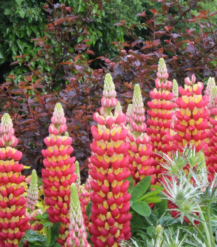LUPINUS WESTCOUNTRY™ `TEQUILA FLAME`
