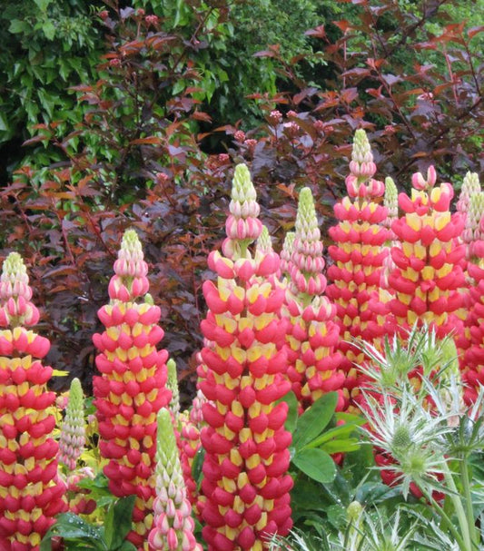 LUPINUS WESTCOUNTRY™ `TEQUILA FLAME`