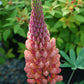 LUPINUS WEST COUNTRY `TOWERING INFERNO`