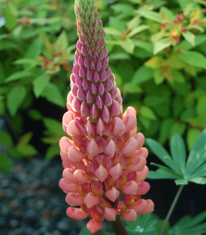 LUPINUS WEST COUNTRY `TOWERING INFERNO`