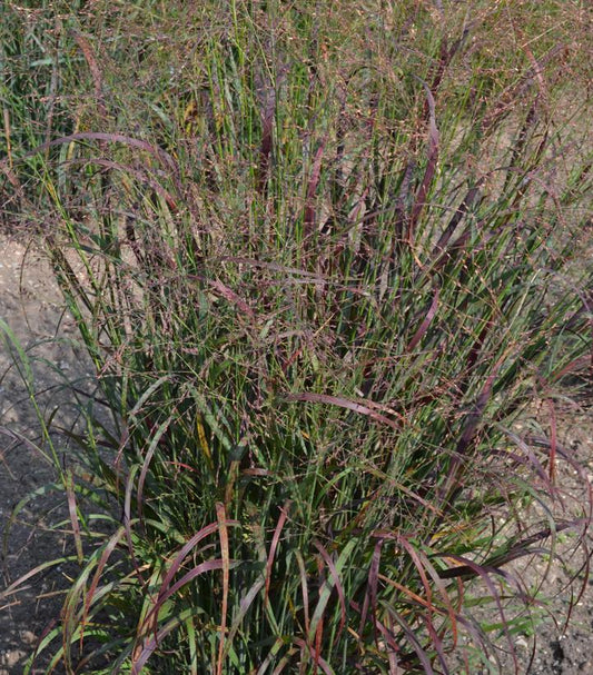 PANICUM VIRGATUM `RED FLAME`