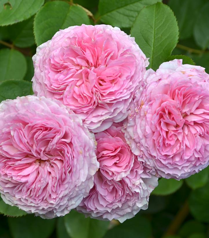 ROSA `JAMES GALWAY`