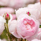 ROSA `SCEPTER`D ISLE`