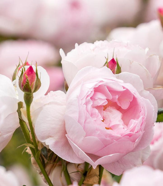 ROSA `SCEPTER`D ISLE`