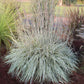 SCHIZACHYRIUM SCOPARIUM `SHINING STAR`