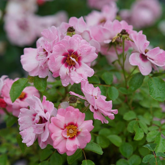 ROSA `RINGO DOUBLE PINK`