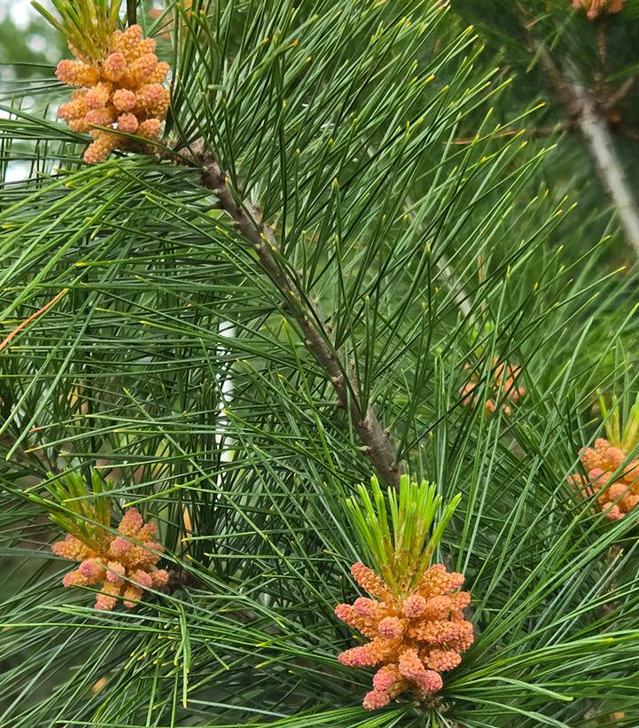 PINUSstrobus 'Stowe Pillar'