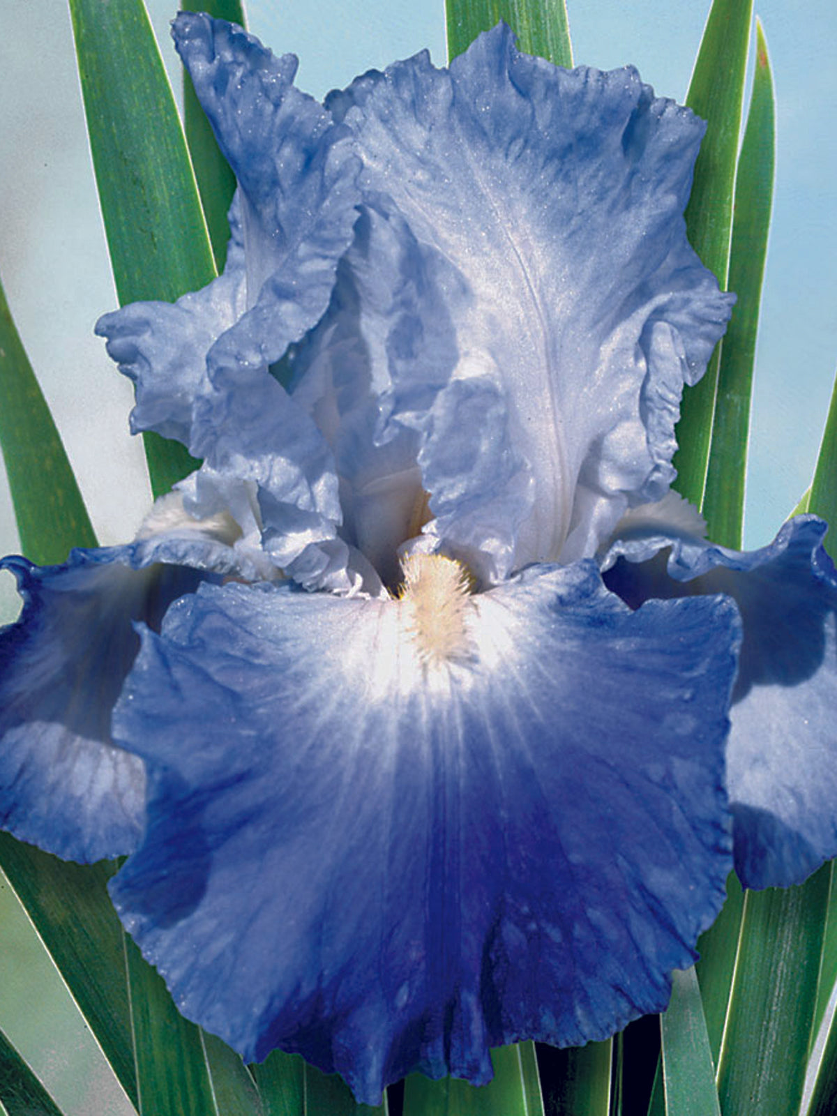 IRIS GERMANICA `CLARENCE` (WHITE/BLUE)