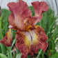 IRIS GERMANICA `PAPRIKA FONO` (RED/YEL)