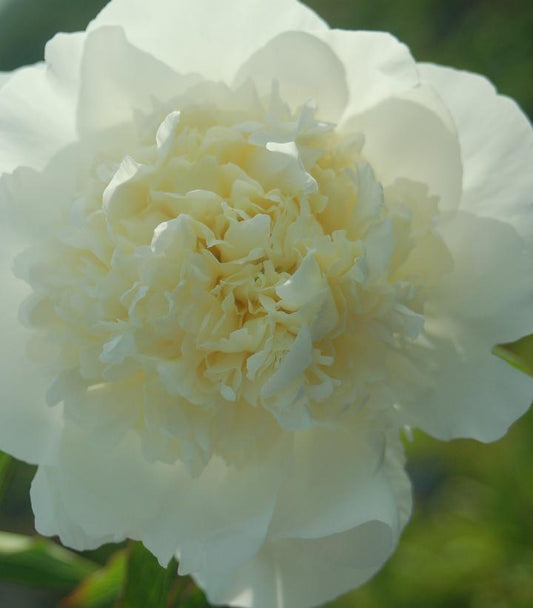 PAEONIA `DUCHESSE DE NEMOURS`