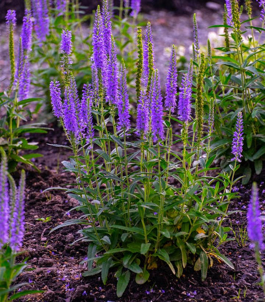 VERONICA MOODY BLUES `DARK BLUE`