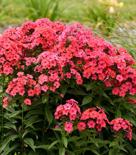 PHLOX LUMINARY `SUNSET CORAL`