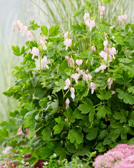 DICENTRA SPECTABILIS `CUPID`