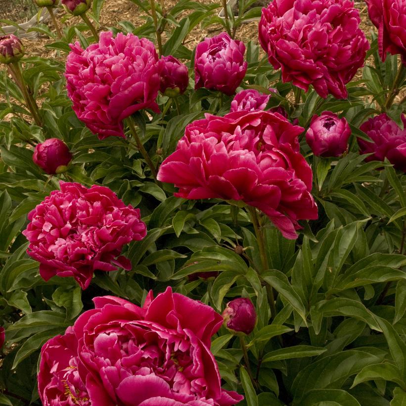 PAEONIA `KARL ROSENFIELD`