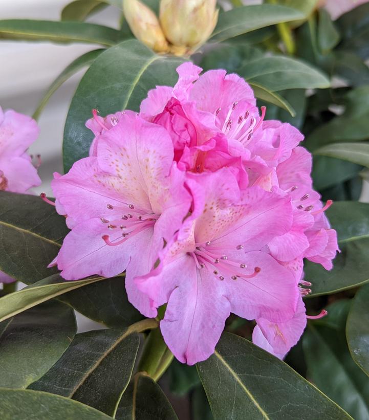 RHODODENDRON `HOLDEN`S FUCHSIA`