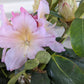 RHODODENDRON `HOLDEN`S PEACH`