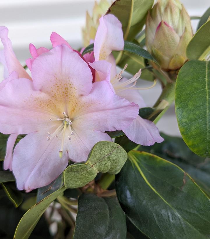 RHODODENDRON `HOLDEN`S PEACH`