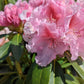 RHODODENDRON `HOLDEN`S PINK FLARE`