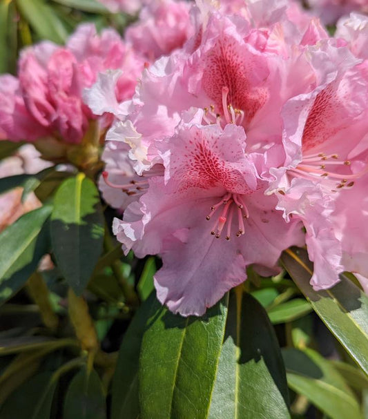 RHODODENDRON `HOLDEN`S PINK FLARE`