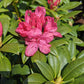 RHODODENDRON `HOLDEN`S PINK`