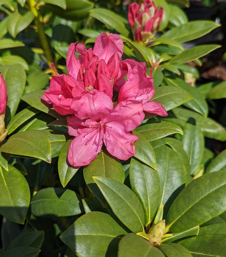 RHODODENDRON `HOLDEN`S PINK`