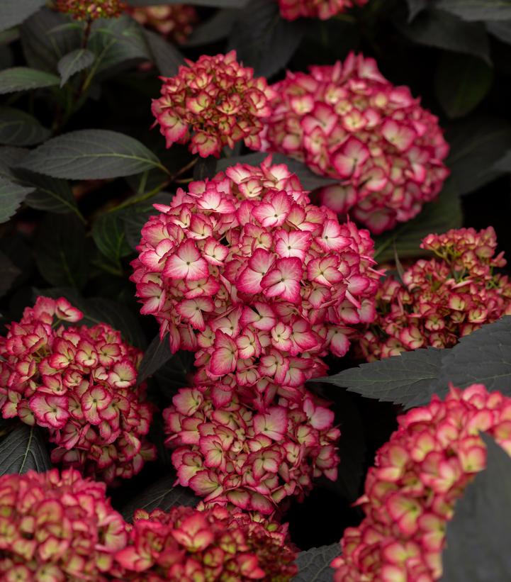 HYDRANGEA M `ECLIPSE`