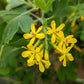 RIBES ODORATUM `SUNNY BOUQUET`