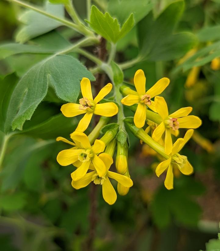 RIBES ODORATUM `SUNNY BOUQUET`