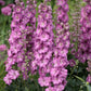 DELPHINIUM DELGENIUS `CHANTAY` (PINK)
