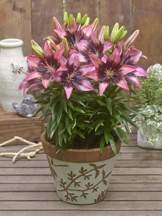 LILIUM FANTASIATIC `HOT SPOT PINK`