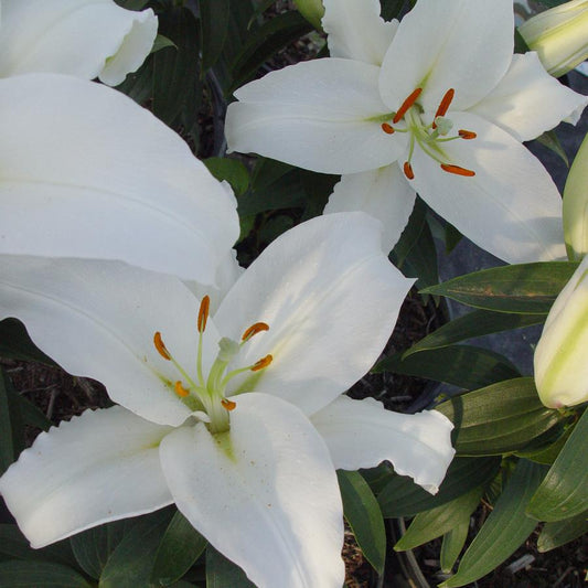 LILIUM ORIENTALIS `CASA BLANCA`