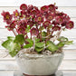 HELLEBORUS X FROSTKISS `VIBEY VELVET`