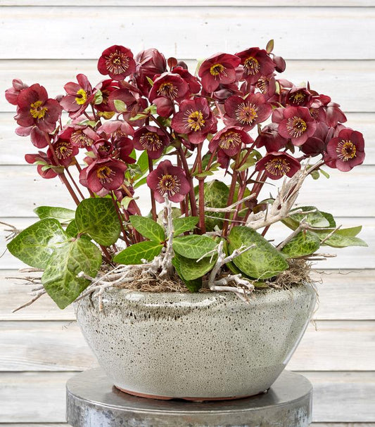 HELLEBORUS X FROSTKISS `VIBEY VELVET`