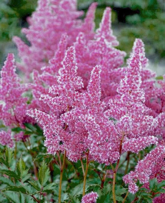 ASTILBE YOU AND ME `ALWAYS' (PINK)