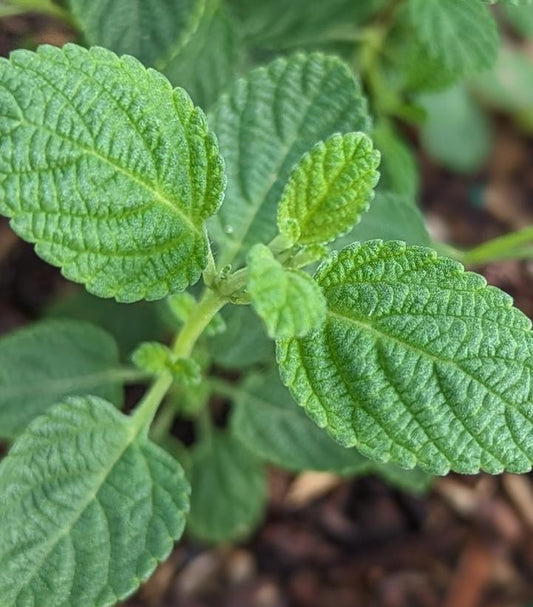 LIPPIA GRAVEOLENS - MEXICAN OREGANO