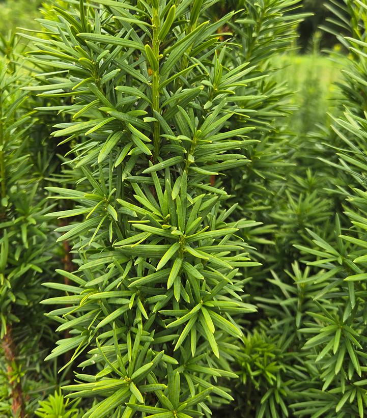TAXUS X MEDIA `MAUREEN`