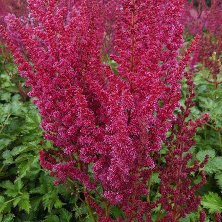 ASTILBE YOU AND ME `FOREVER' (RED)