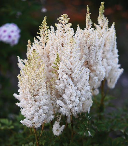 ASTILBE YOU AND ME `TOGETHER' (WHITE)