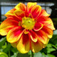 DAHLIA DALAYA `RED + YELLOW`