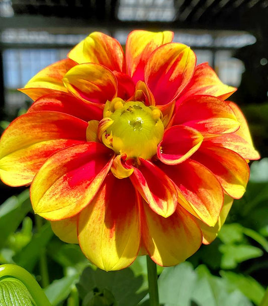 DAHLIA DALAYA `RED + YELLOW`