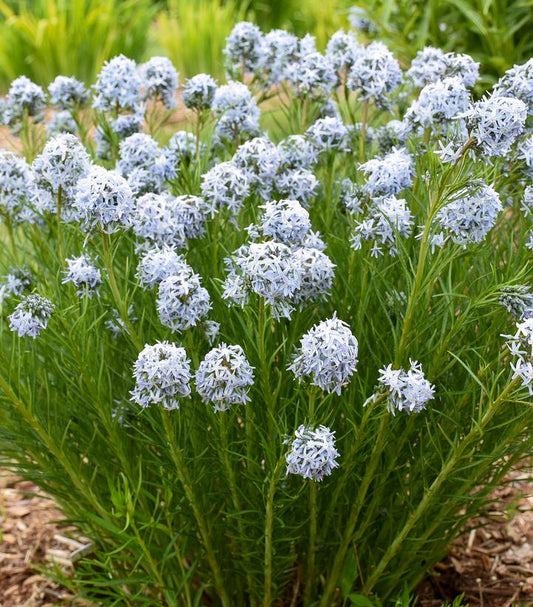 AMSONIA `STRING THEORY`