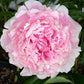 PAEONIA `SARAH BERNHARDT` - PINK