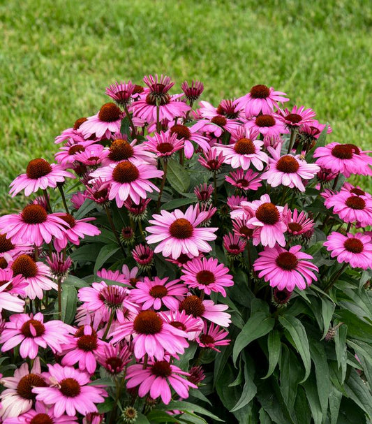 ECHINACEA COLOR CODED `THE FUCHSIA IS BRIGHT`