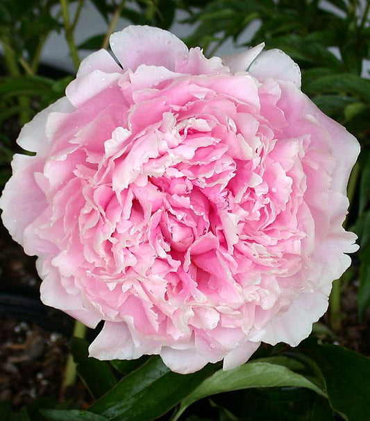 PAEONIA `RED SARAH BERNHARDT`