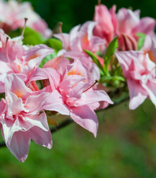 AZALEA ELECTRIC LIGHTS `DOUBLE PINK`