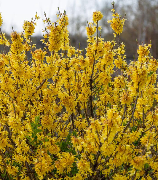 FORSYTHIA SPP. `SPRING FLING`