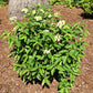 VIBURNUM CASSINOIDES `RAISINETTE`