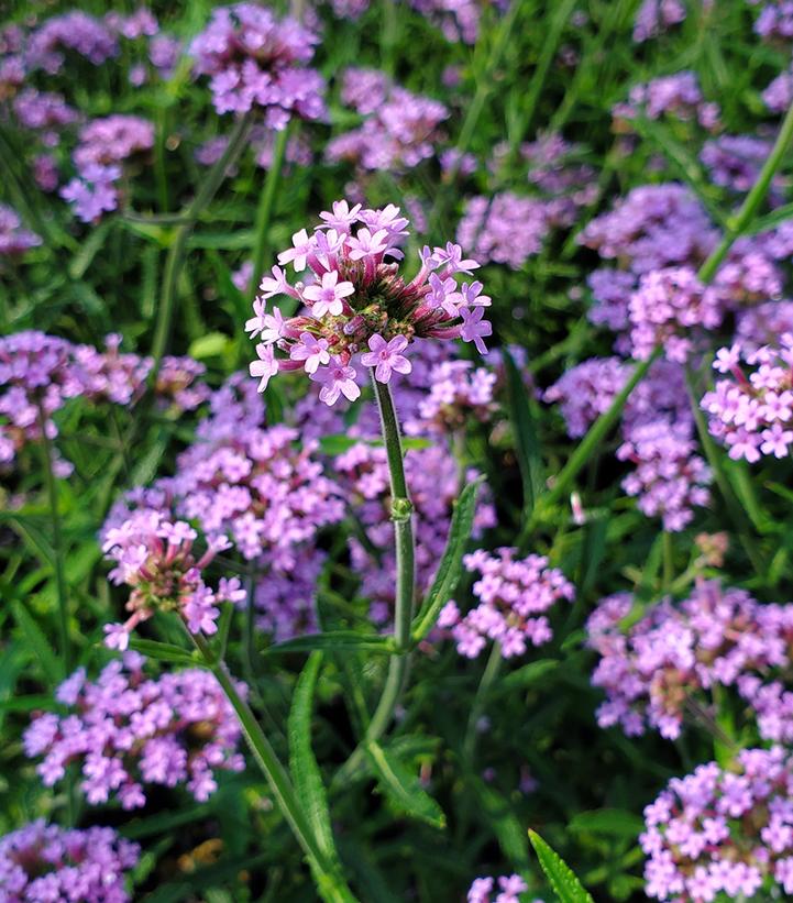 VERBENA BON. `LOLLIPOP`