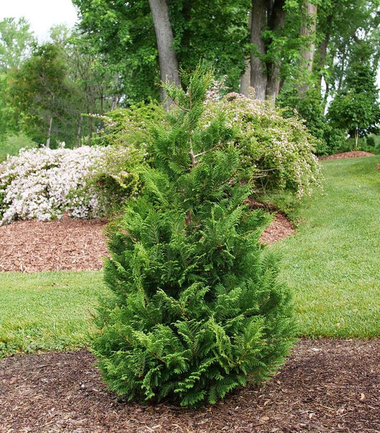 CHAMAECYPARIS PISIFERA `CEDAR RAPIDS`