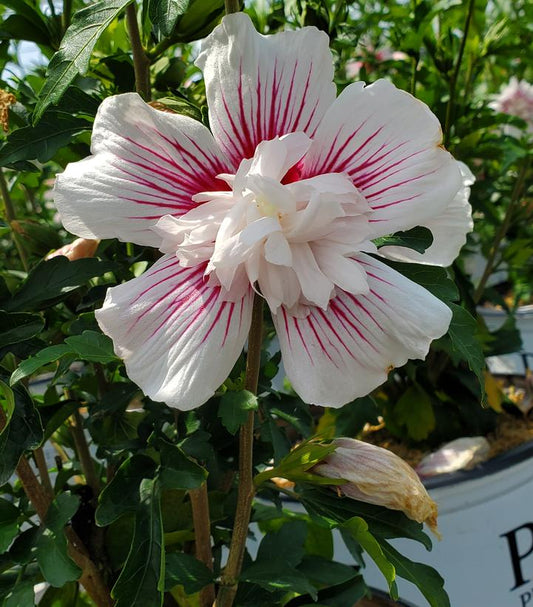 HIBISCUS SYR. `STARBLAST CHIFFON`